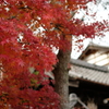 竹田の紅葉