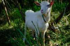 島の動物