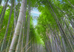 嵯峨野