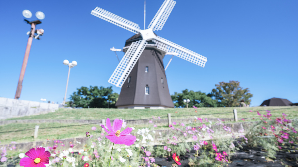 風車とコスモス
