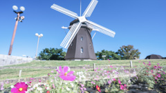 風車とコスモス