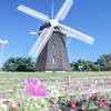 風車とコスモス