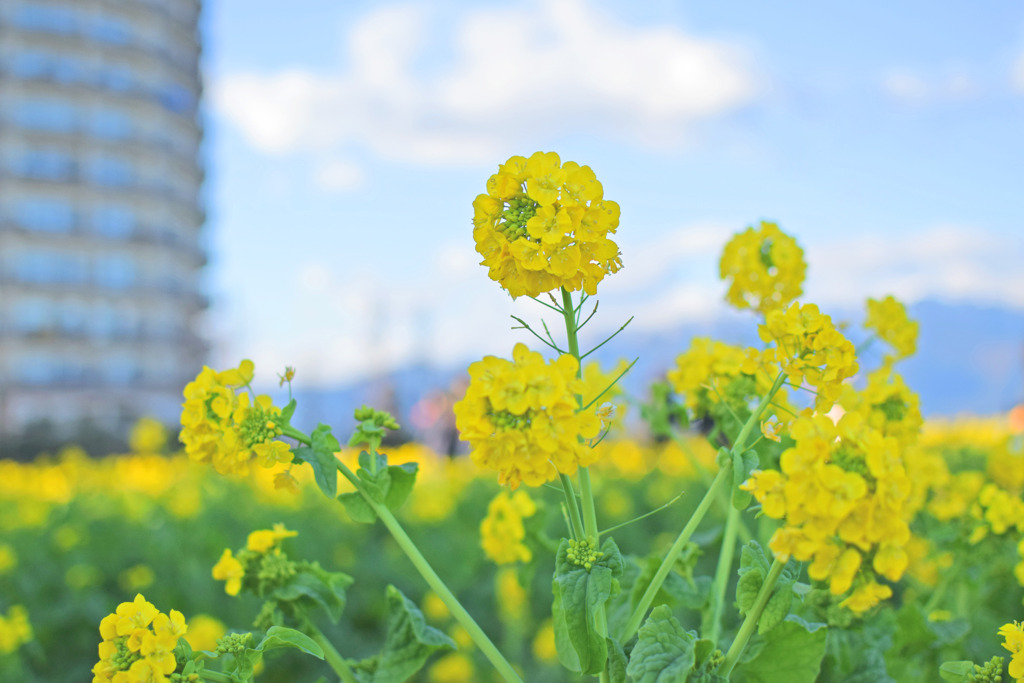 マンションに咲く菜の花