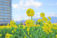 マンションに咲く菜の花