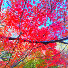 紅葉の下で