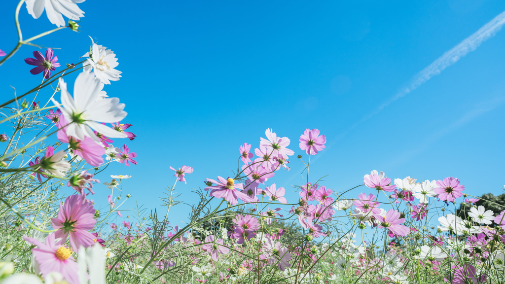 コスモス畑