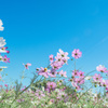 コスモス畑