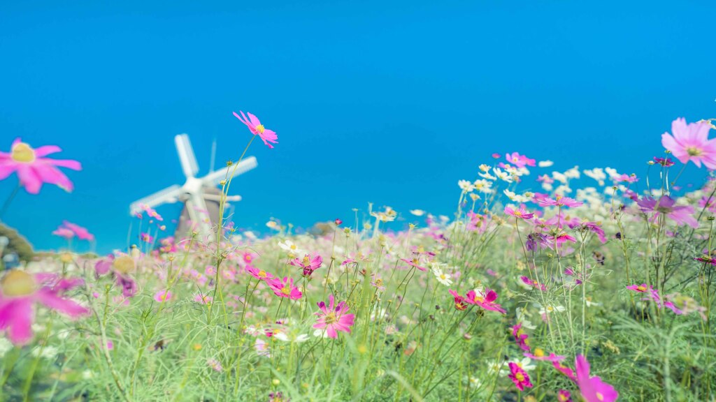 風車とコスモス