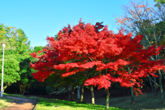 紅葉