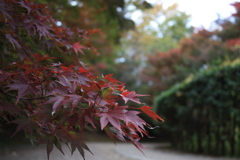 小道の紅葉