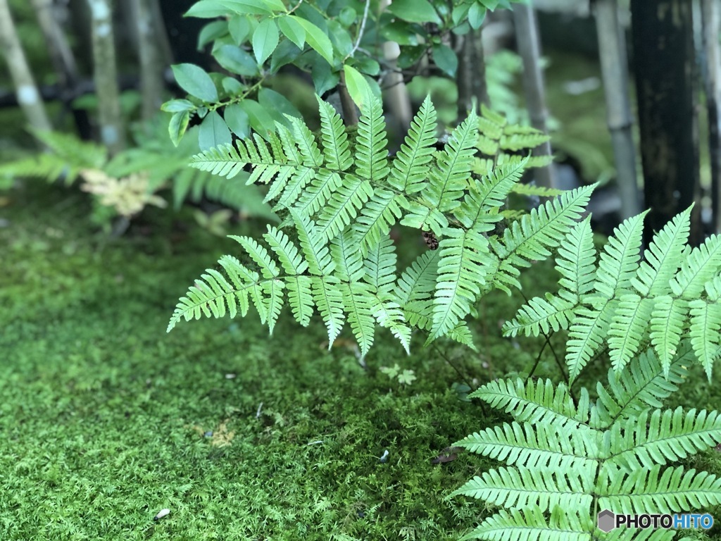 とある京都のお寺で