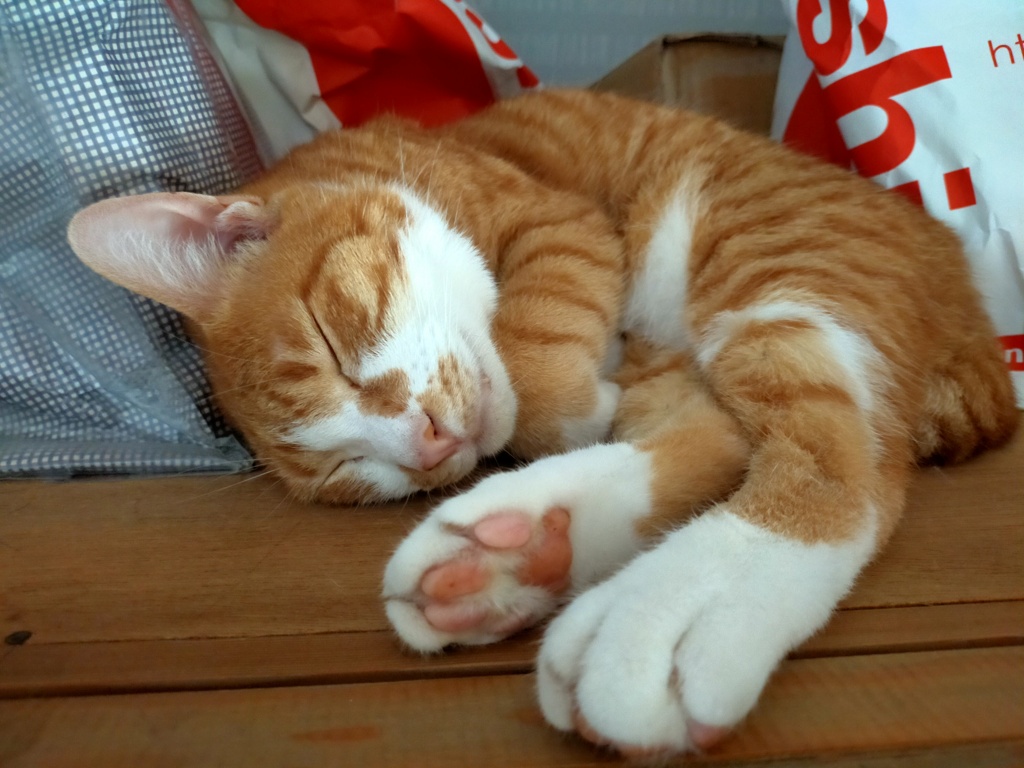 ここ、涼しいにゃ♪