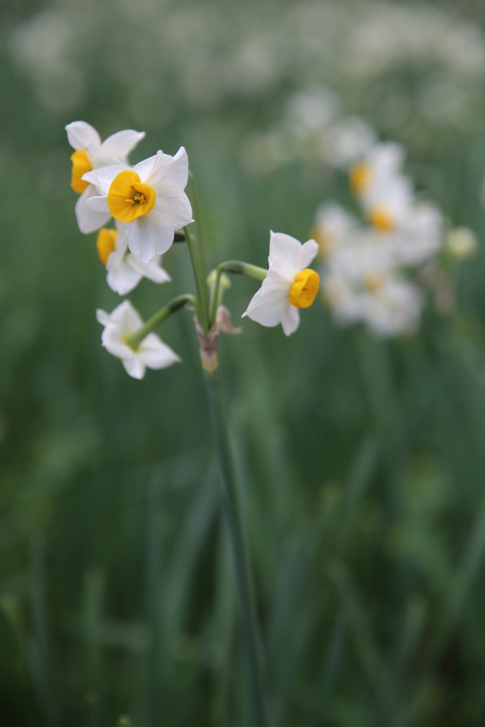 水仙の花