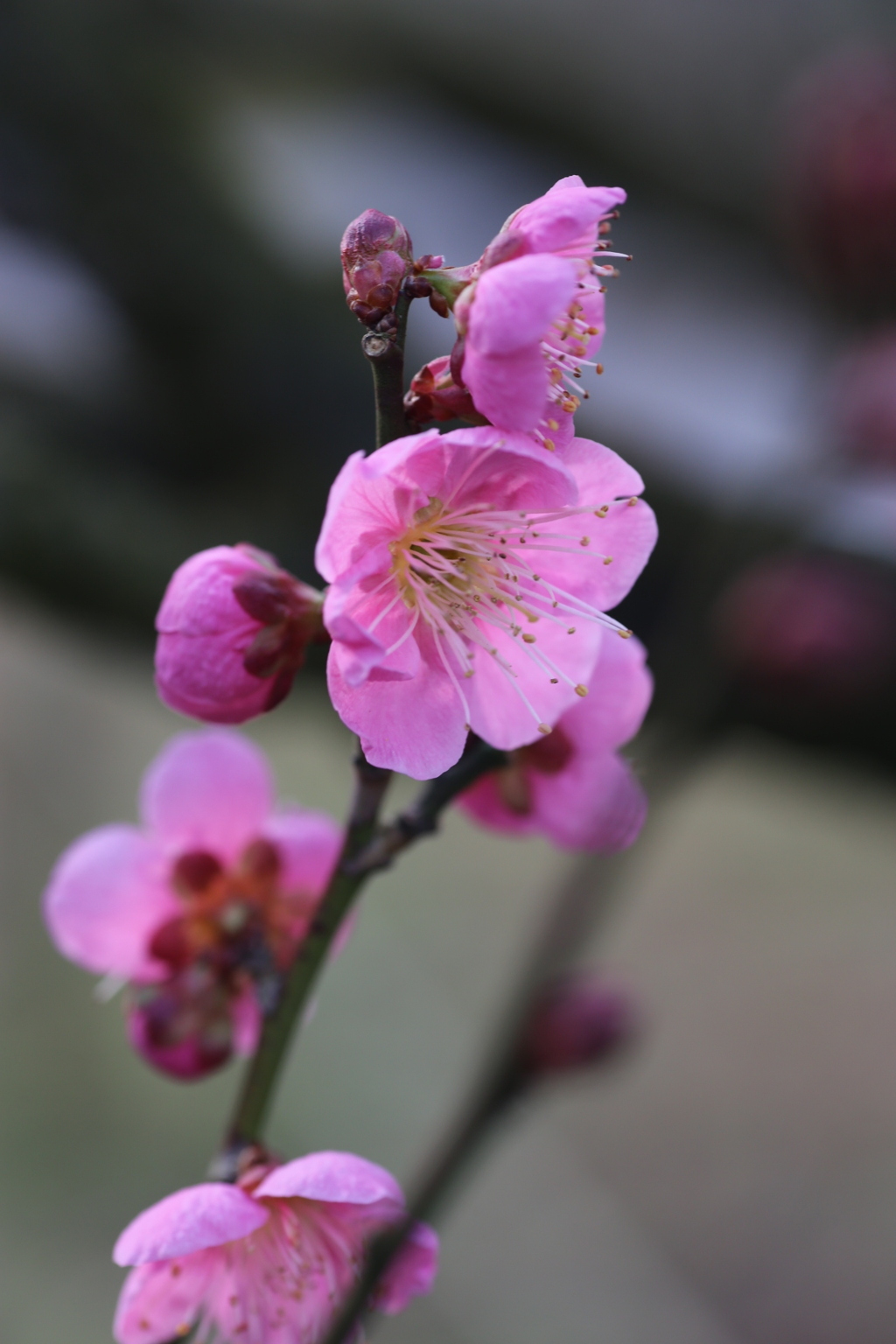 雛曇り（梅　バラ科）
