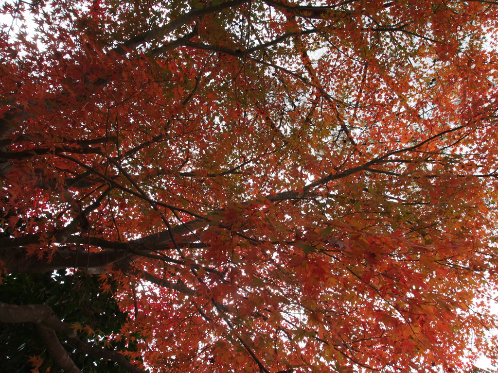 高野山秋景