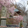 勝尾寺の春