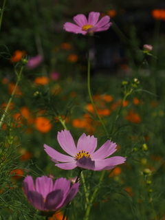 秋桜