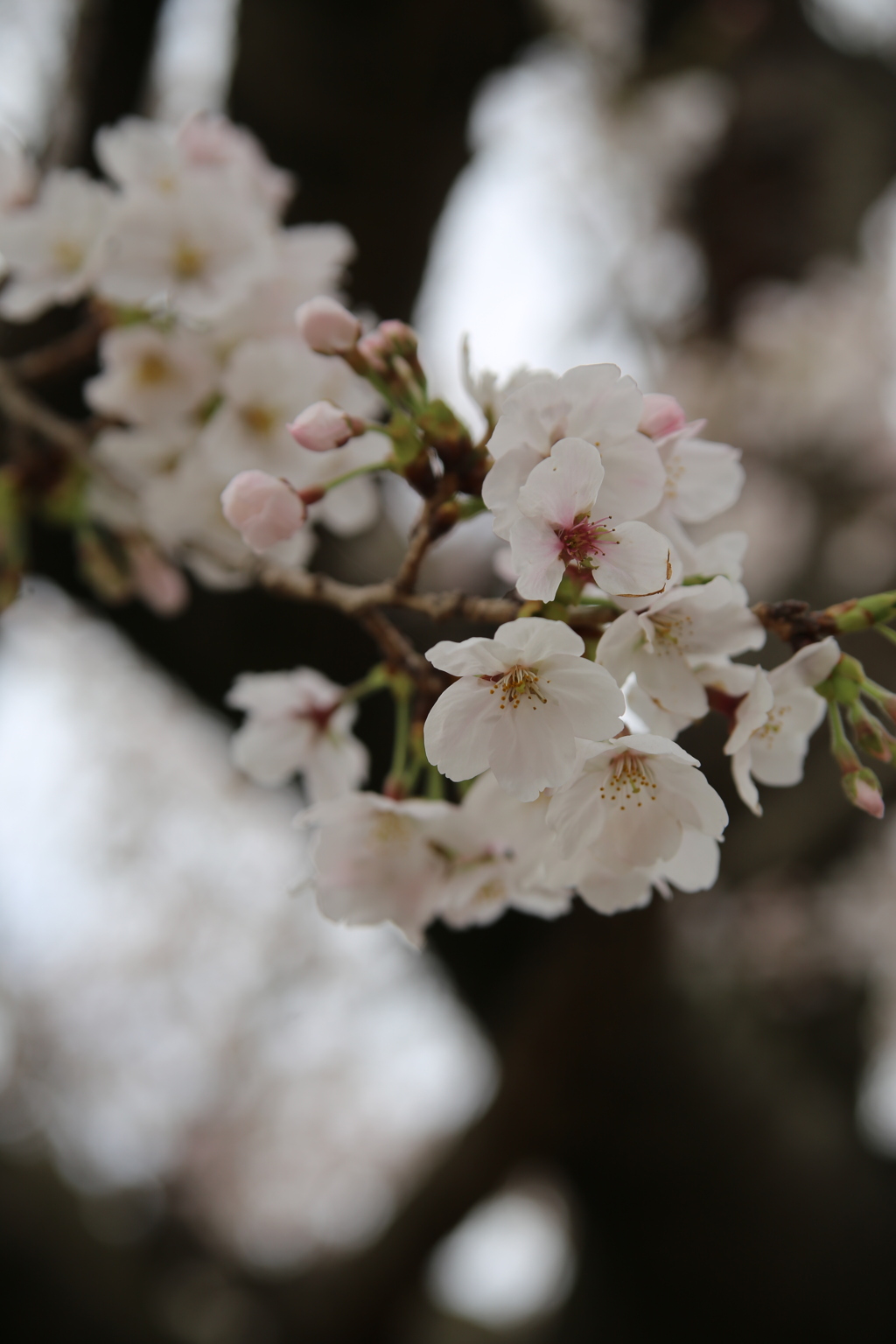 桜風景