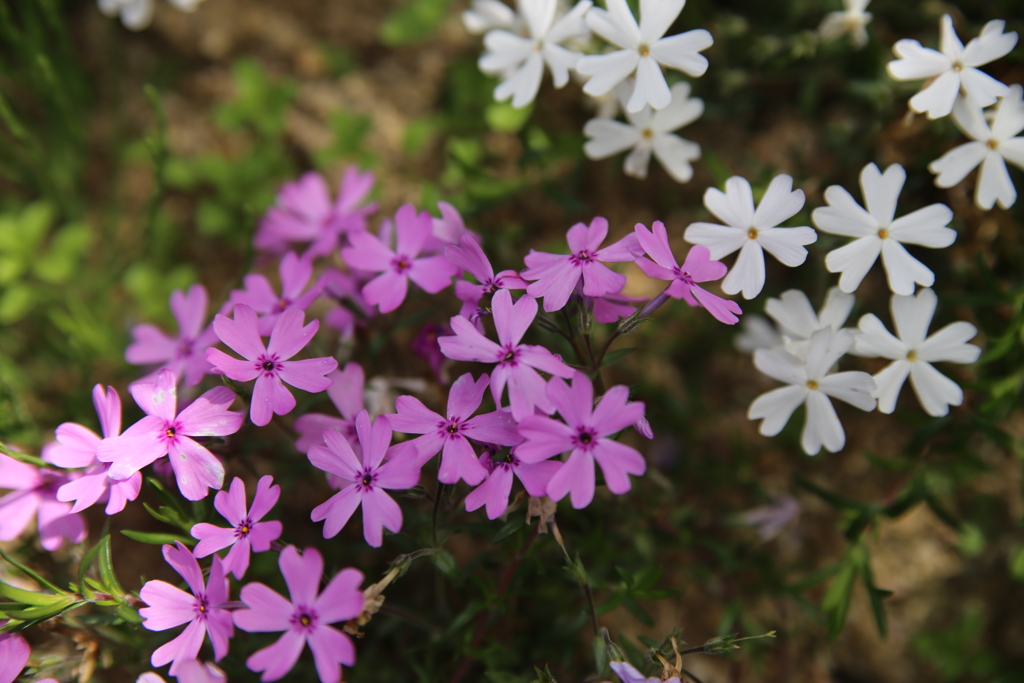 芝桜