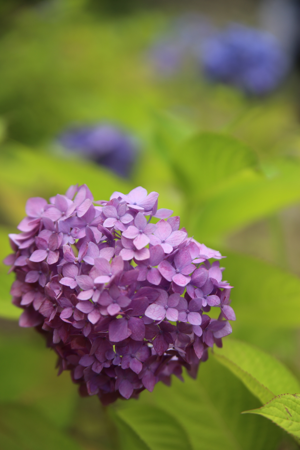 紫陽花