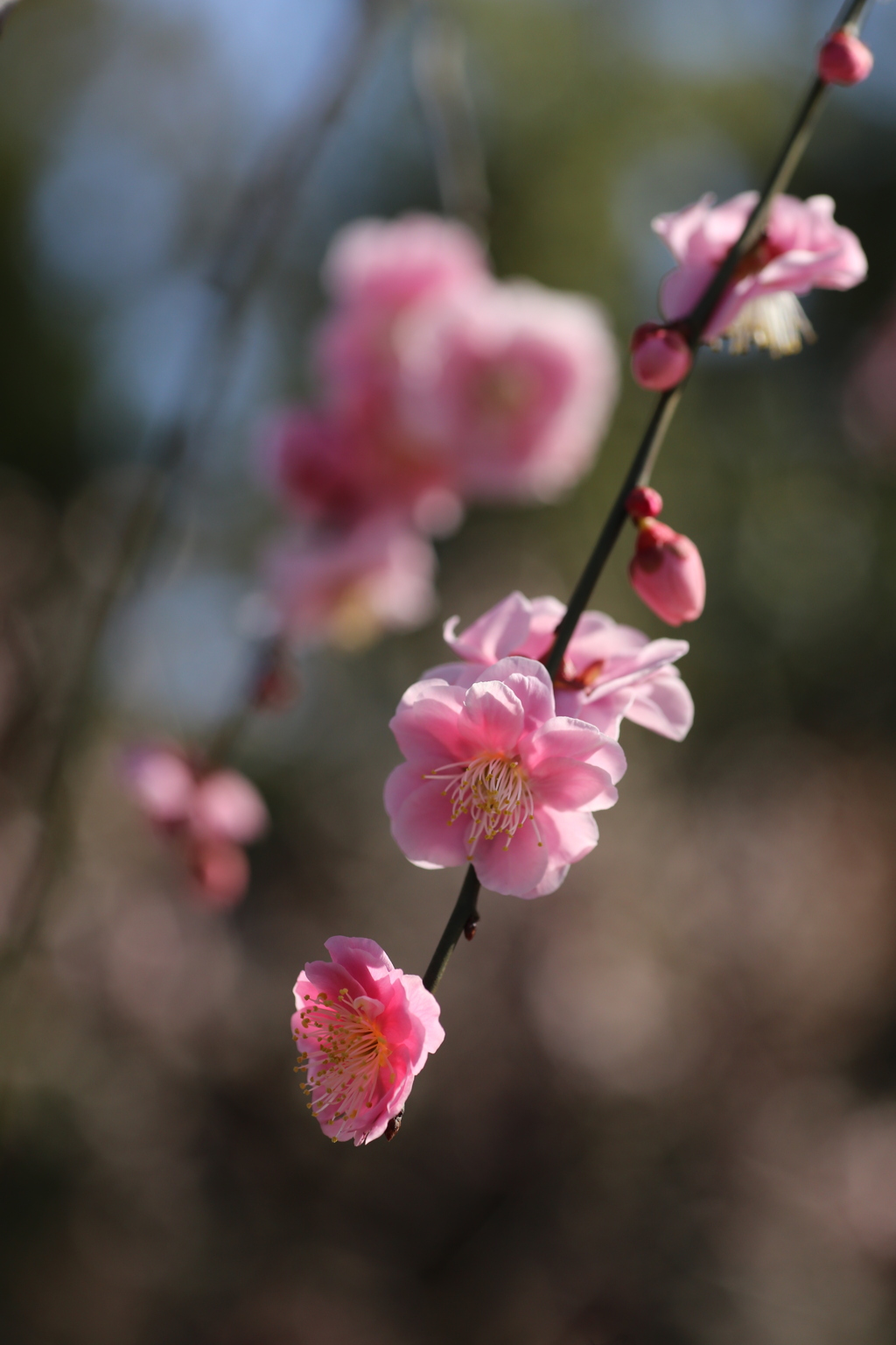 梅