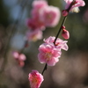 梅
