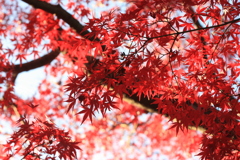 秋の日本庭園