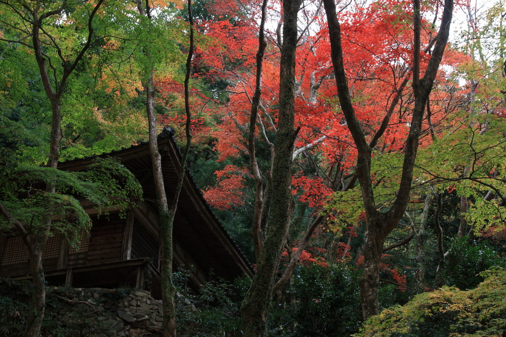 紅一番乗り〜