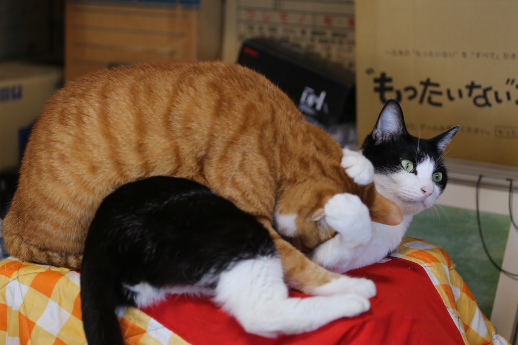 じゃれる