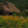 花のある風景