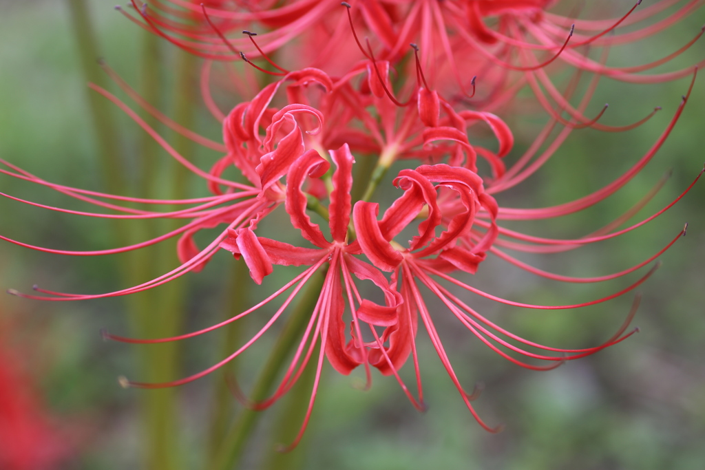 曼殊沙華