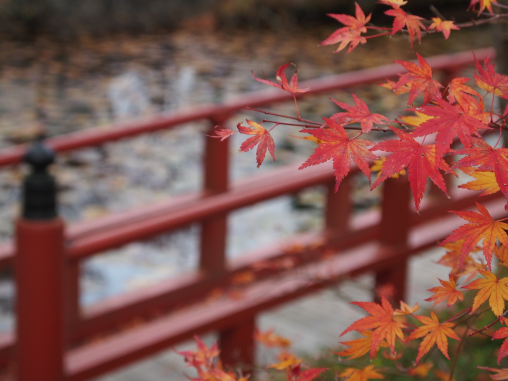 橋と紅葉