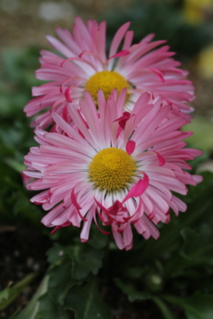花の文化園①