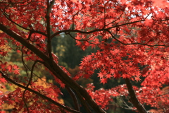 森林植物園の秋