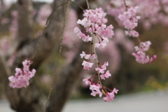 勝尾寺の桜