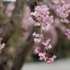 勝尾寺の桜