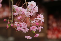 桜とダルマ