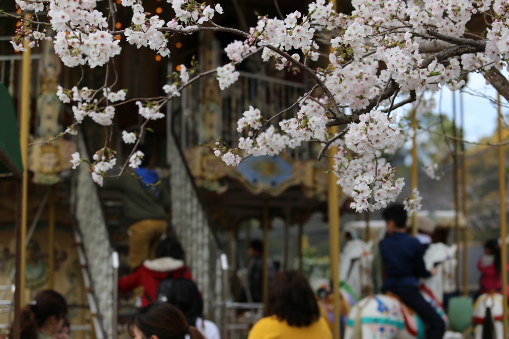 桜の風景