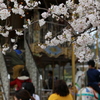 桜の風景