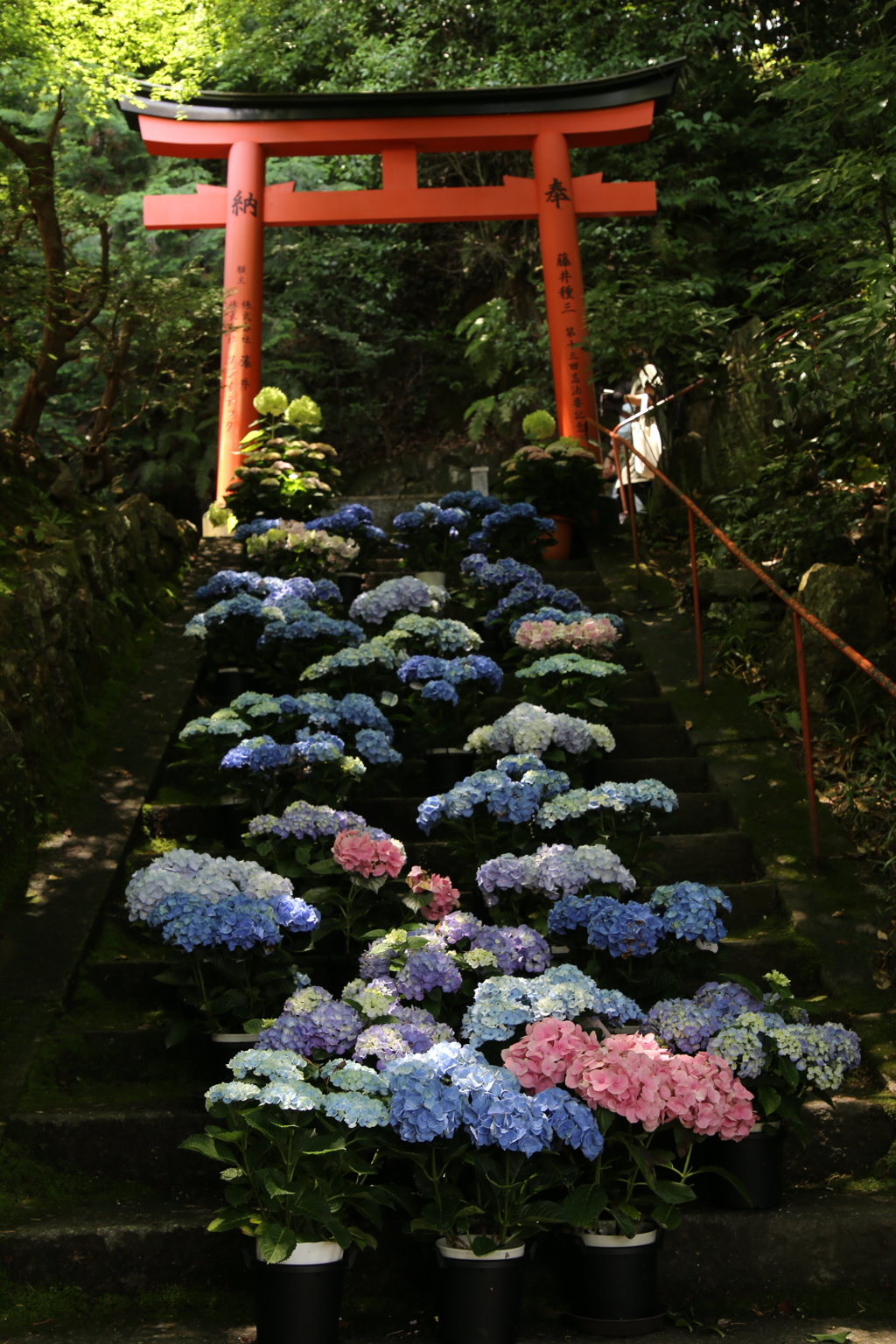 日陰の紫陽花と鳥居