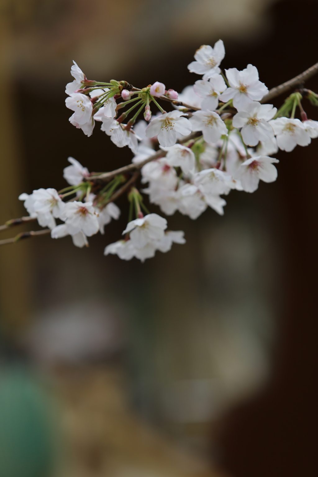 桜の思い出