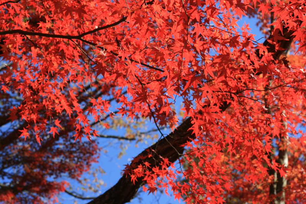 紅と青のコントラスト