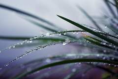 冷たい雨