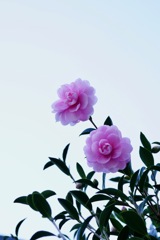 山茶花