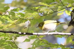 あっ！　見つかっちゃった！