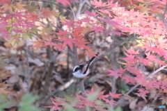 もみじとのコラボ