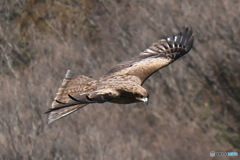 今日も上空からパトロール(人･∀･)