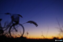 初夕焼け