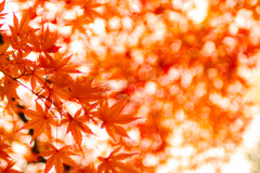 紅葉　近所の公園で