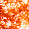 紅葉　近所の公園で
